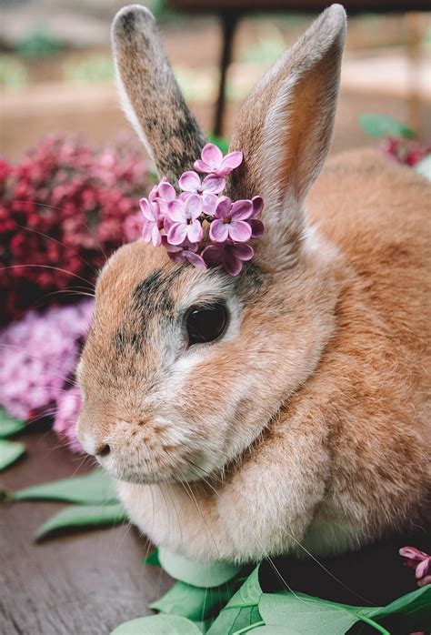 Hare Rabbit Lilac - Free photo on Pixabay - Pixabay