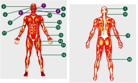Ponto Vitais Do Corpo Humano - Neutrino Digital: Pontos vitais do corpo humano