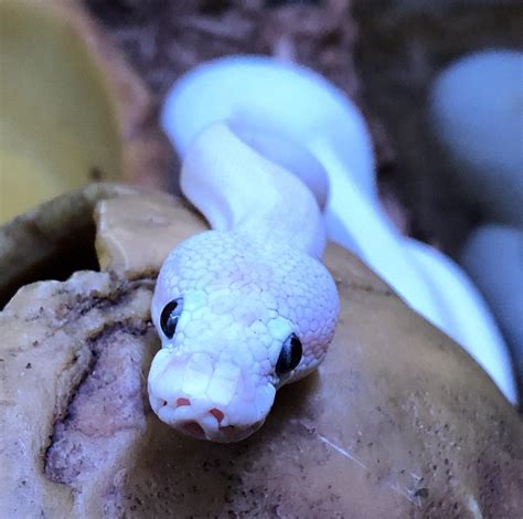 bel ball python    chosen    rsnakes