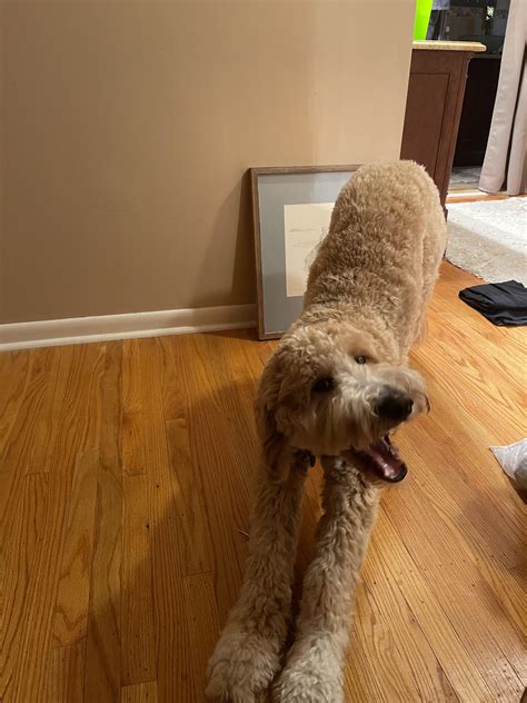 Max loves to stretch! :-) : r/Goldendoodles