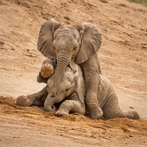 adorable baby elephants playing   dirt pictures  baby