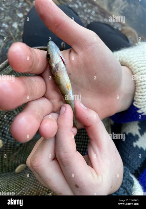 Yellow Perch (Perca flavescens Stock Photo - Alamy