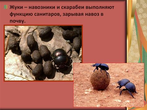Отряд Жуки или Жесткокрылые - презентация онлайн