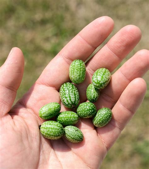 farmers market spotlight cucamelon