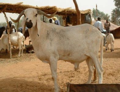 The Local and Exotic Breeds of Sheep - Livestocking