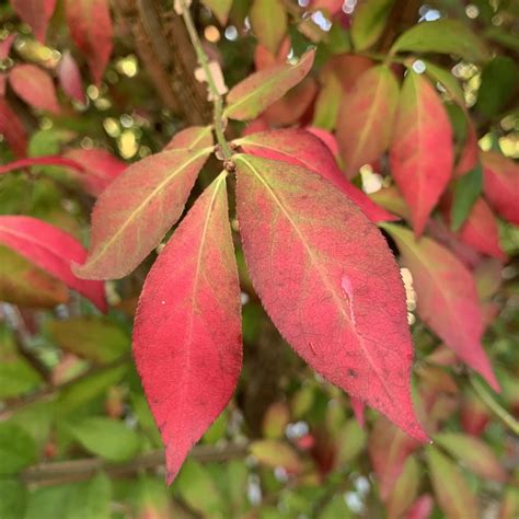 Online Plant Guide Euonymus Alatus Burning Bush Euonymus Alatus 'Blade