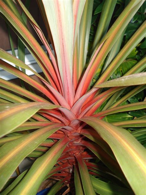 Cordyline australis sundance | Flower Plant
