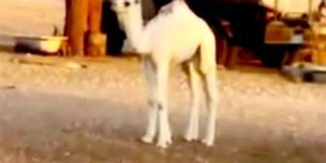 Watch This Camel Appear Out Of Thin Air - The Dodo