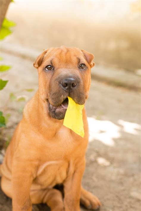 Shar Pei stock image. Image of embracing, enjoys, branch - 57896227