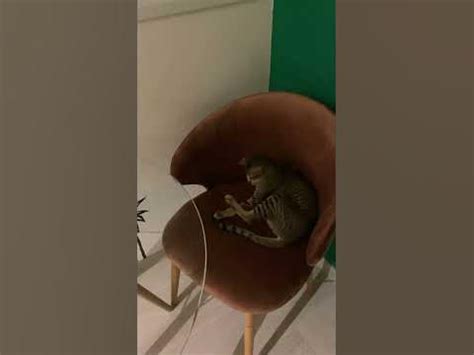 С виду серьезный кот, но на самом деле еще 7 месячный котенок #котики # ...