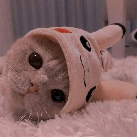 Gambar Kucing Aesthetic Pinterest - 58+ Koleksi Gambar