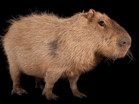 capybara grow a garden 2