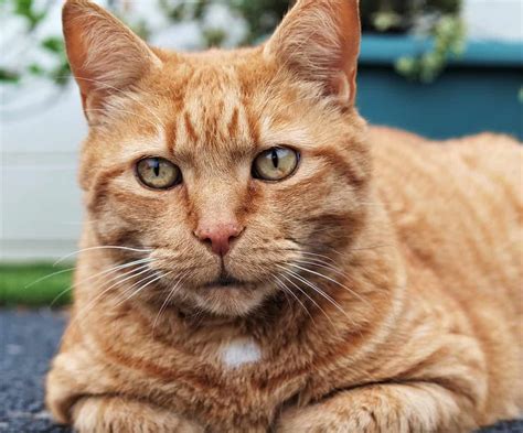 8 Fun Facts About Ginger Tabby Cats Pets Cats Orange - vrogue.co