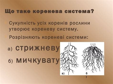 05 корінь | PPT