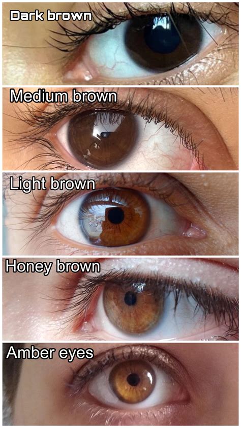 Brown eyes chart guide🤎🧡🍯 : r/eyes