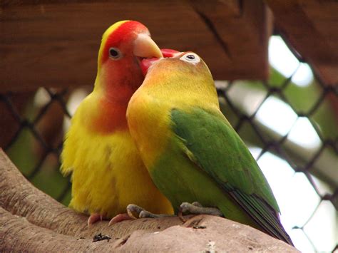 blog dopichi  mengetahui burung lovebird  sakit
