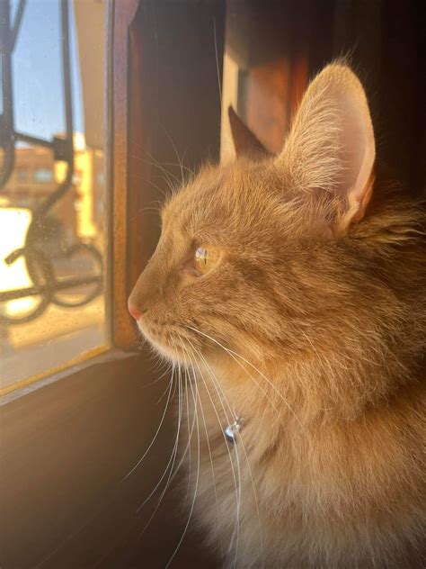 Can a neutered cat still mate? My male cat was neutered 2 years ago, yet somehow my female cat