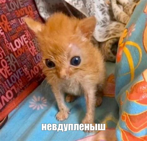 Создать мем "кошка котенок, котенок рыжий, маленький облезлый котенок ...