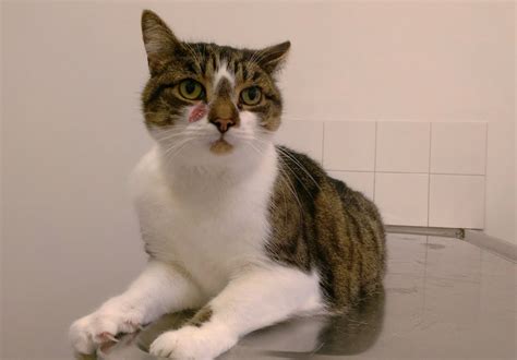 Basal Cell Tumors in Cats: Signs, Causes, Diagnosis & Care (Vet Answer