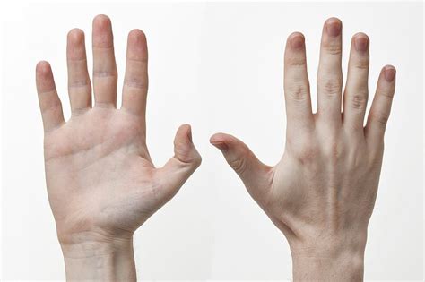 interesting facts   hand  fact collaborative