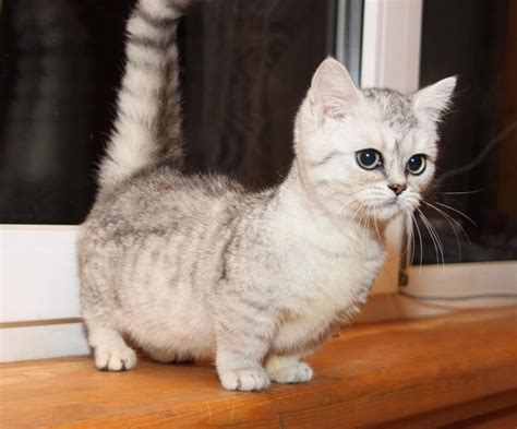 munchkin katze