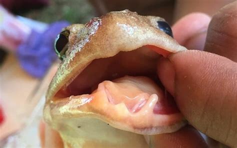 'Freaky fanged frog' hiding in plain sight is a new species, scientists ...