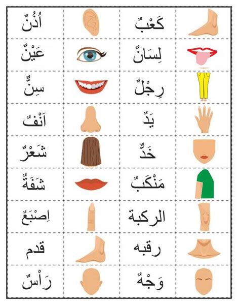 Parts of the body in Arabic | Create your own website, Create yourself ...