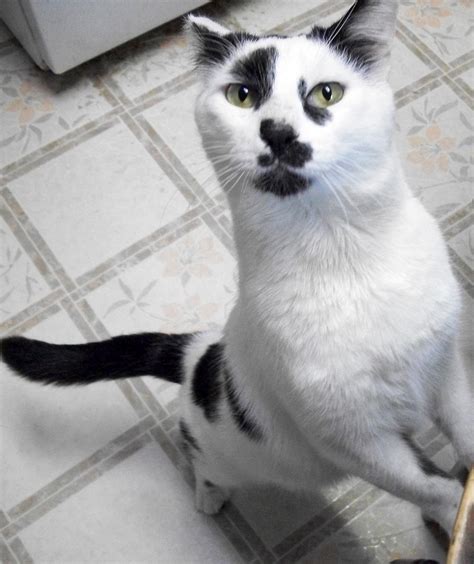 Panda - Island Cat Resources and Adoption