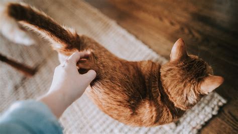 why do cats arch their back 2