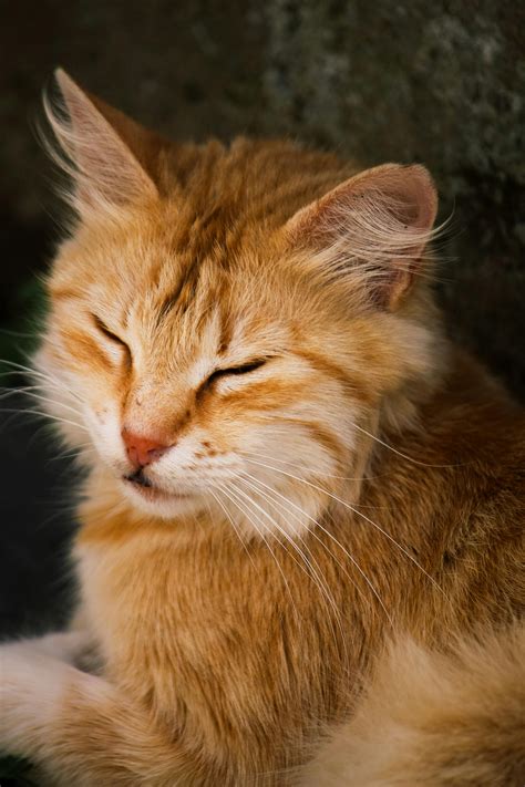 orange cat drawing 4