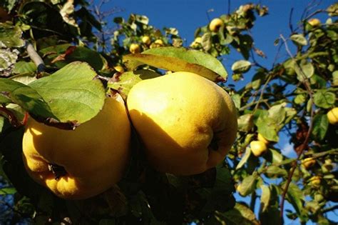 Айва японская (90 фото): виды, выращивание и уход