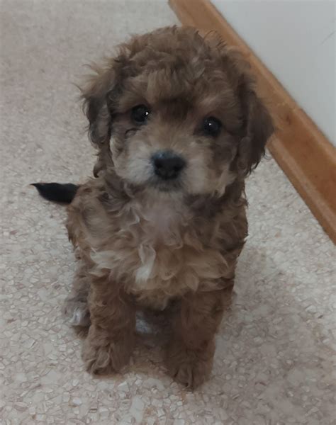 Toy Poodle Mix With Yorkie