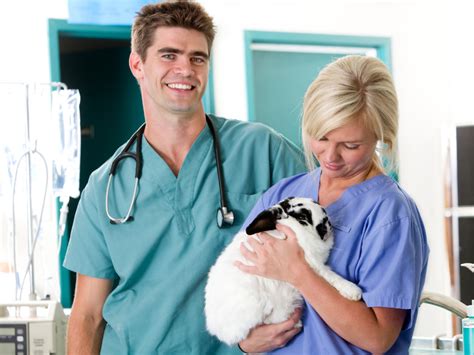 O Que Faz Um Auxiliar De Veterinario