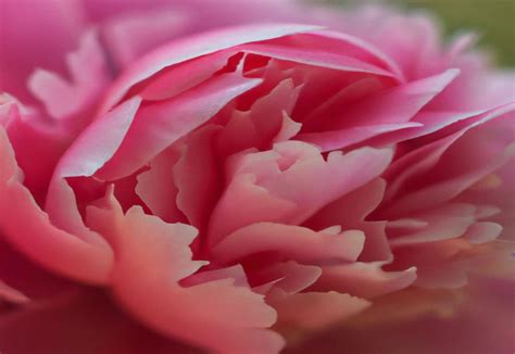 Kelway’s Glorious Peony: British Heritage Embodied in Blooms - The ...