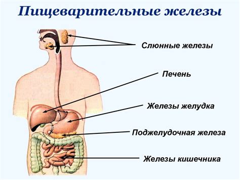 Питание и пищеварение. В чем состоит значение питания. Какие системы ...
