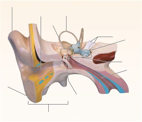 diagram  ear outer middle  quizlet