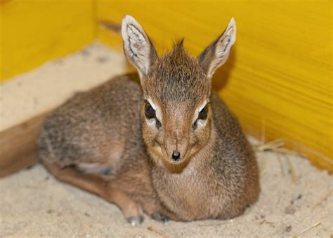 Familien können suchen - Ein echter Osterhase ist los und versteckt ...