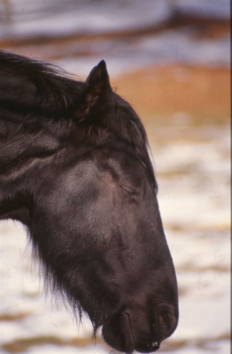 Horses In Animal Farm 3