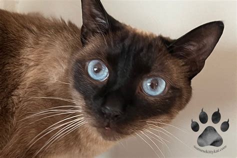 Siamese Cats and Slanted Eyes: Fact or Myth?