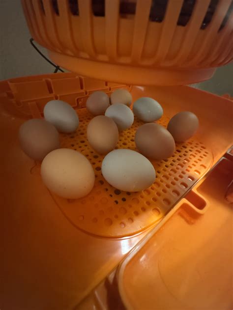 how to incubate chicken eggs 5