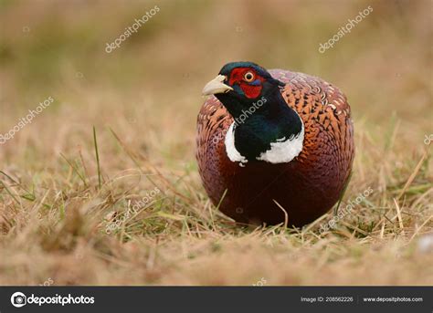 Beautiful Ringneck Pheasant Stock Photo by ©kwasny222 208562226