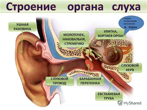 Презентация на тему: "Орган слуха.". Скачать бесплатно и без регистрации.
