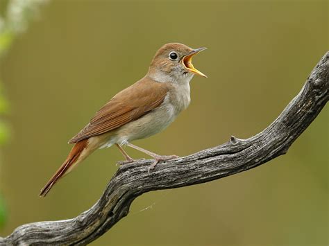 Vogelarten: Common Nightingale