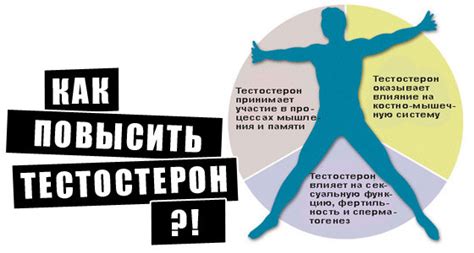 Тестостерон - за что отвечает и как повысить уровень