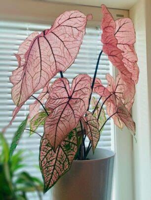 20 Poisonous Houseplants That Can Harm Your Pets And Kids