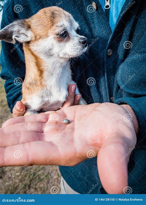 The Tick Engorged with Blood Moves on the Man Hand Close Up, Swollen