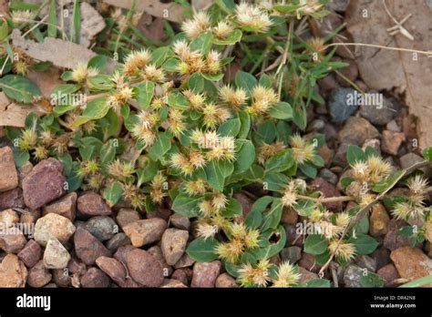 Clump of prickly weed species Bindii - Soliva pterosperma - showing ...