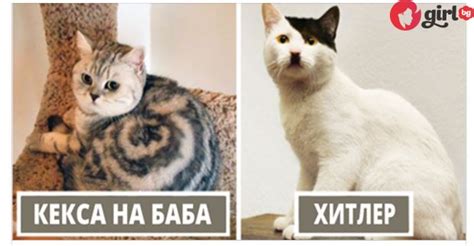 25 котки с много отличителни знаци, които определено ще разведрят деня ...