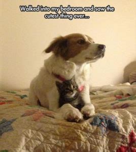 Top 50 Dog and Cat Memes: Can Dog and Cat be friends?