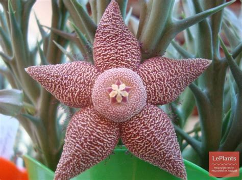 Орбея (Orbea) — описание, выращивание, фото | на LePlants.ru